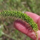 Setaria faberi Herm.Setaria faberi Herm.