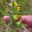 Rhinanthus minor L.Rhinanthus minor L.