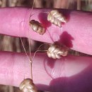 Briza maxima L.Briza maxima L.