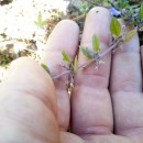 Acinos alpinus  (L.) MoenchAcinos alpinus  (L.) Moench