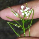 Cardamine flexuosa With.Cardamine flexuosa With.