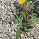 Sonchus oleraceus L.Sonchus oleraceus L.