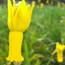 Narcissus cyclamineus DC.Narcissus cyclamineus DC.
