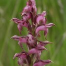 Anacamptis coriophora R.M.Bateman, Pridgeon & M.W.ChaseAnacamptis coriophora R.M.Bateman, Pridgeon & M.W.Chase