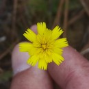 Leontodon saxatilis Lam.Leontodon saxatilis Lam.