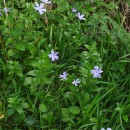 Vinca difformis Pourr.Vinca difformis Pourr.