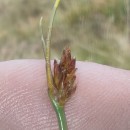 Eleocharis multicaulis (Sm.) Desv.Eleocharis multicaulis (Sm.) Desv.