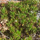 Thymus caespititius Brot.Thymus caespititius Brot.