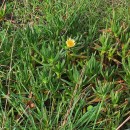 Carpobrotus edulis (L.) N.E. Br.Carpobrotus edulis (L.) N.E. Br.