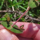 Hypericum pulchrum L.Hypericum pulchrum L.