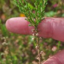 Calluna vulgaris (L.) HullCalluna vulgaris (L.) Hull