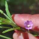Epilobium lanceolatum Sebast. & MauriEpilobium lanceolatum Sebast. & Mauri