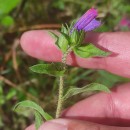 Echium rosulatum LangeEchium rosulatum Lange