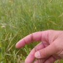 Bromus sterilis L.Bromus sterilis L.