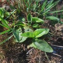 Arnica montana L. subsp. atlantica A. BolòsArnica montana L. subsp. atlantica A. Bolòs