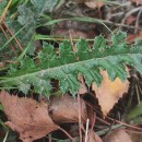 Cirsium filipendulum LangeCirsium filipendulum Lange