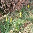 Narcissus cyclamineus DC.Narcissus cyclamineus DC.