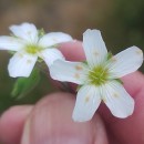 Arenaria montana L.Arenaria montana L.