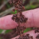 Rumex obtusifolius L.Rumex obtusifolius L.