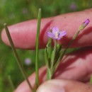 Epilobium tetragonum  L.Epilobium tetragonum  L.
