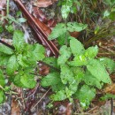 Scrophularia scorodonia L.Scrophularia scorodonia L.