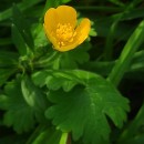 Ranunculus repens L.Ranunculus repens L.