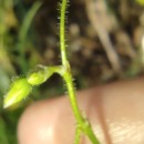 Spergula arvensis L.Spergula arvensis L.