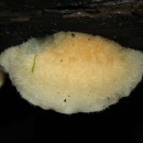 Postia subcaesia (A. David) Jülich 1982Cyanosporus subcaesius (A. David) B.K. Cui, L.L. Shen & Y.C. Dai 2018