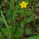 Lysimachia nemorum L.Lysimachia nemorum L.