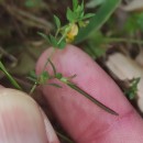 Lotus angustissimus L.Lotus angustissimus L.