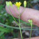 Crepis capillaris (L.) Wallr.Crepis capillaris (L.) Wallr.