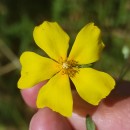 Halimium lasianthum (Lam.) Spach subsp. alyssoides (Lam.) GreuterHalimium lasianthum (Lam.) Spach subsp. alyssoides (Lam.) Greuter