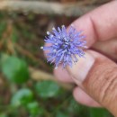 Jasione montana L.Jasione montana L.