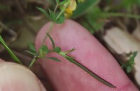 Lotus angustissimus L.Lotus angustissimus L.