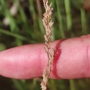 Agrostis juressi LinkAgrostis juressi Link