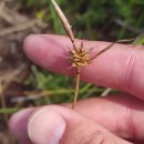 Carex durieui Steud. ex KunzeCarex durieui Steud. ex Kunze