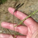Paspalum dilatatum Poir.Paspalum dilatatum Poir.