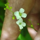 Crambe hispanica L.Crambe hispanica L.