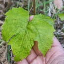 Vitis labrusca L.Vitis labrusca L.