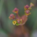 Euphorbia uliginosa Welw. ex Boiss.Euphorbia uliginosa Welw. ex Boiss.