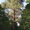 Pinus canariensis C. Sm. ex DCPinus canariensis C. Sm. ex DC