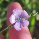 Linum bienne Mill.Linum bienne Mill.