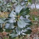 Ilex aquifolium L.Ilex aquifolium L.