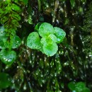 Chrysosplenium oppositifolium L.Chrysosplenium oppositifolium L.