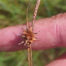 Carex durieui Steud. ex KunzeCarex durieui Steud. ex Kunze