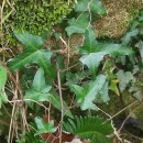 Hedera hibernica (G. Kirchn.) Bean‹Hedera hibernica (G. Kirchn.) Bean‹