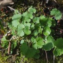 Saxifraga granulata L.Saxifraga granulata L.