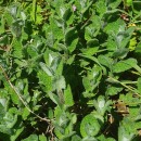 Mentha suaveolens Ehrh.Mentha suaveolens Ehrh.
