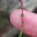 Erica umbellata L.Erica umbellata L.
