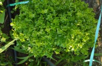 Ocimum basilicum L.Ocimum basilicum L.